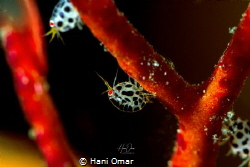 M.A.T.R.I.X: Lately I find photographing Ladybugs very ad... by Hani Omar 